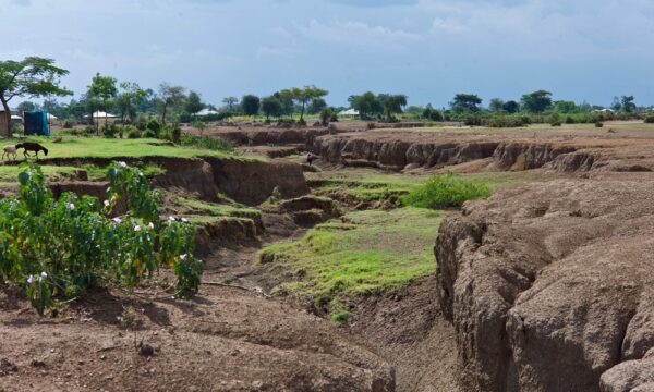 Grassland degradation