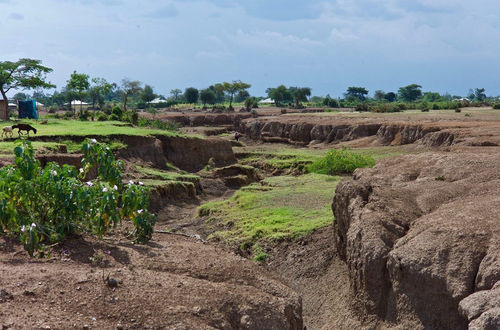 Grassland degradation