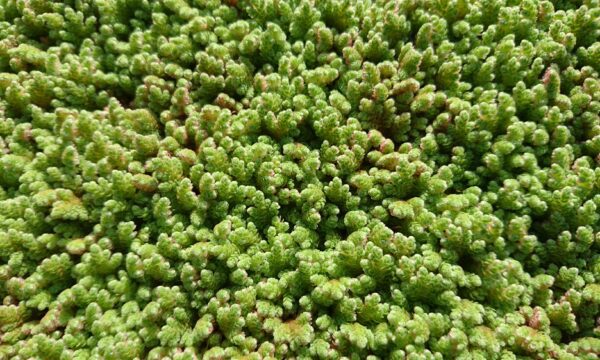 Azolla