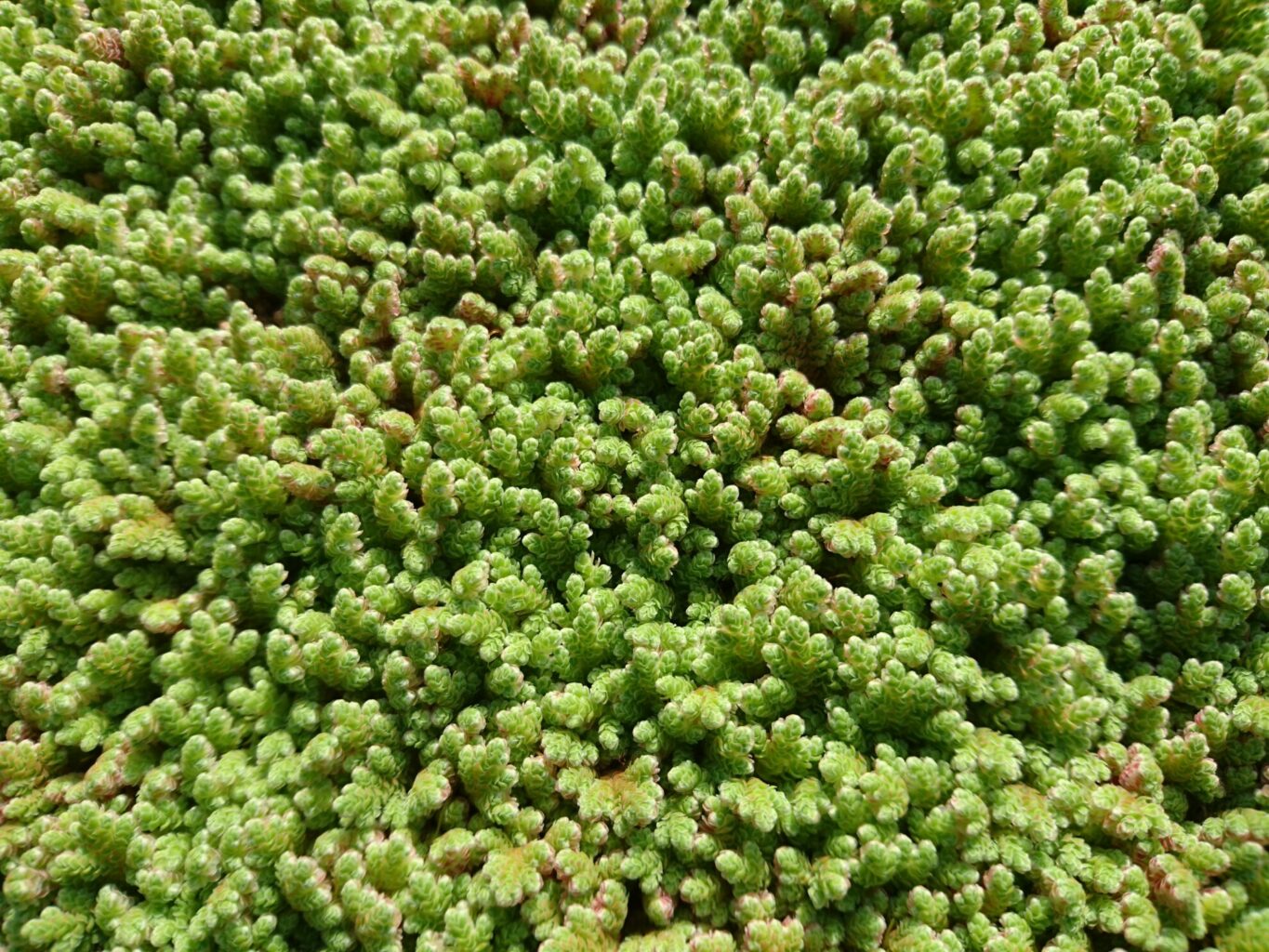 Azolla