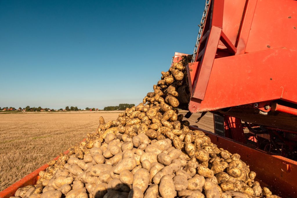 Potato harvesting