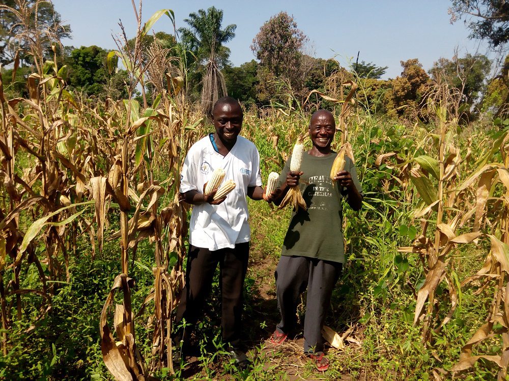 Healthy maize cobs at the end of the pilot