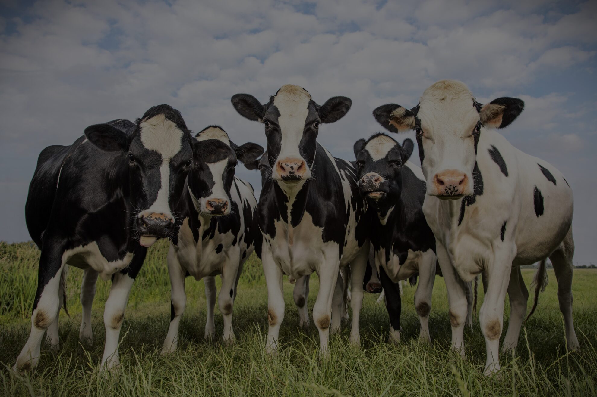 Veterinary or medical