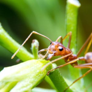 Red fire ant worker on tree. focus on head.