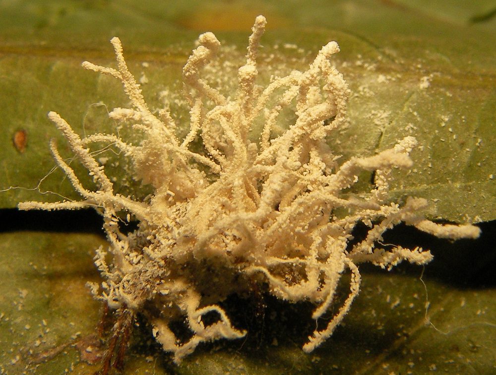 Gibellula Bangbangus 