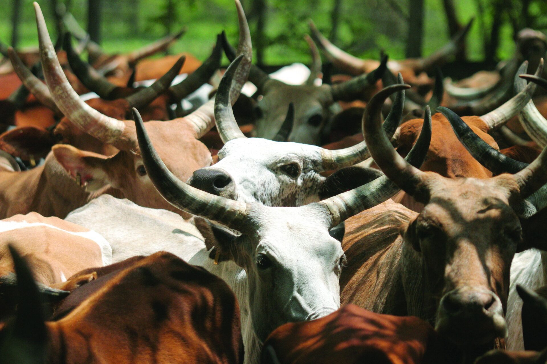 In Ethiopia's Ghibe valley, ILRI-led Tsetse Fly control methods have allowed cattle to flourish in an area previously almost uninhabitable for them. This has encouragd more farming in the area, relieving to a degree population and soil erosion pressures in higher, Tsetse free, elevations. The ILRI control herd waiting for monthly parasitology tests.