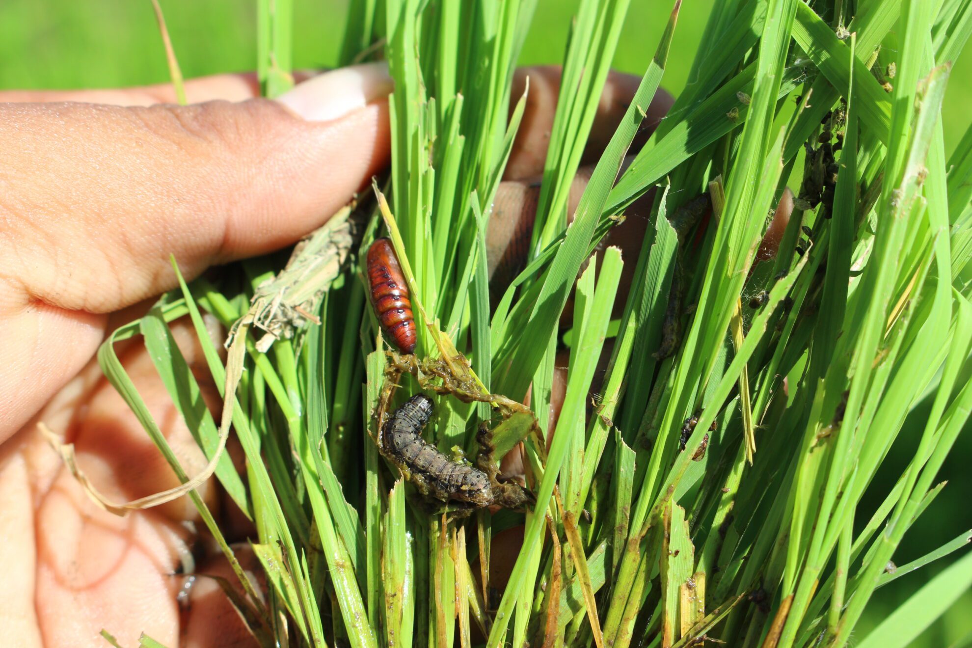 Fall Army Insect Fall Armyworm In Corn Philippines
