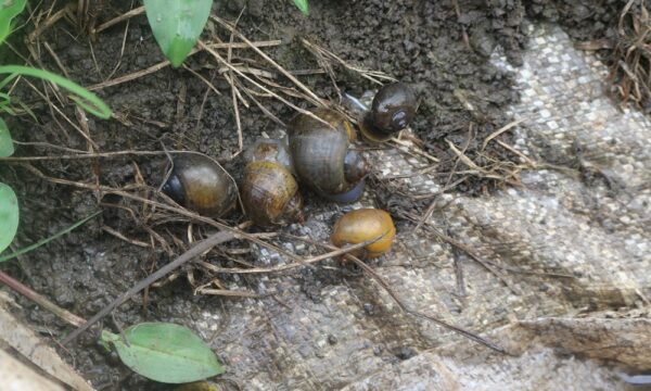 Apple snail