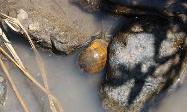 Apple snail