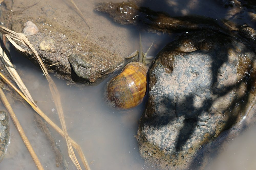 Apple snail