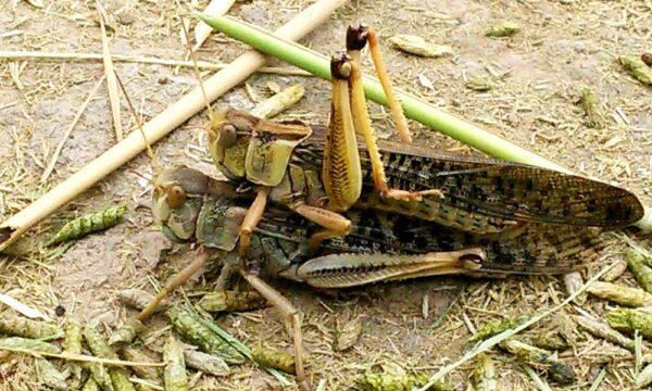 Oriental migratory locust