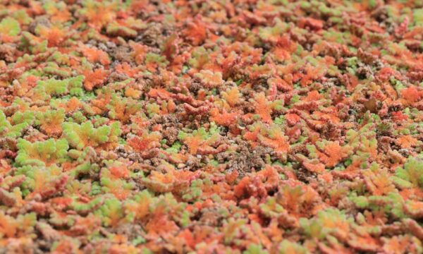 Azolla filiculoides showing signs of biocontrol impact