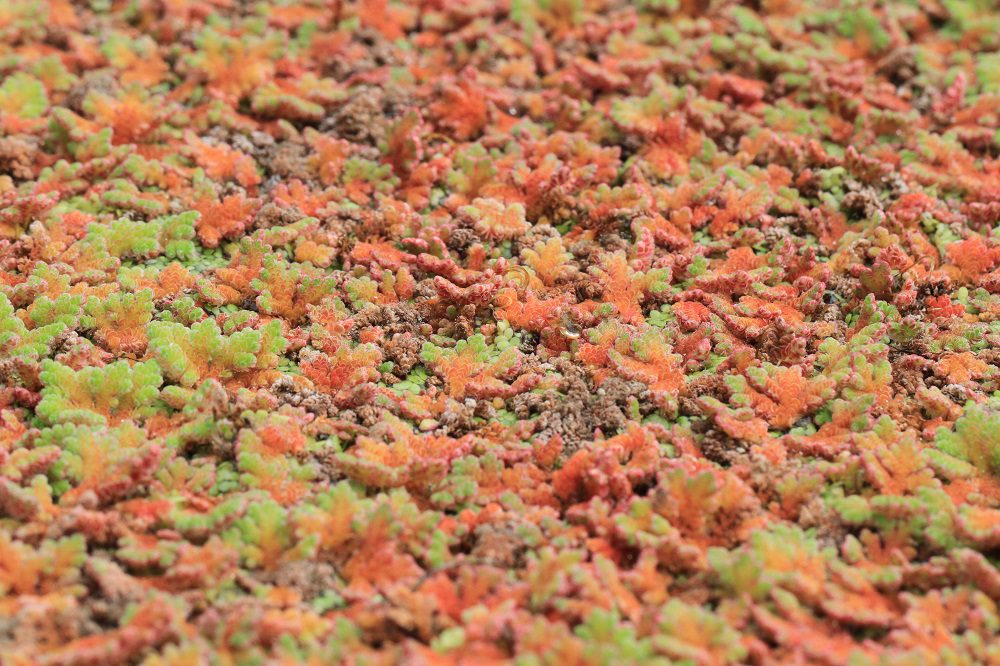 Azolla filiculoides showing signs of biocontrol impact
