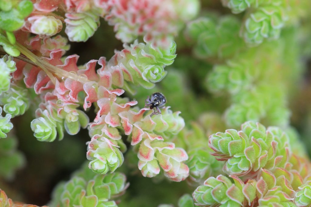 Azolla with the biocontrol agent