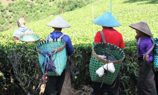 Indonesian tea