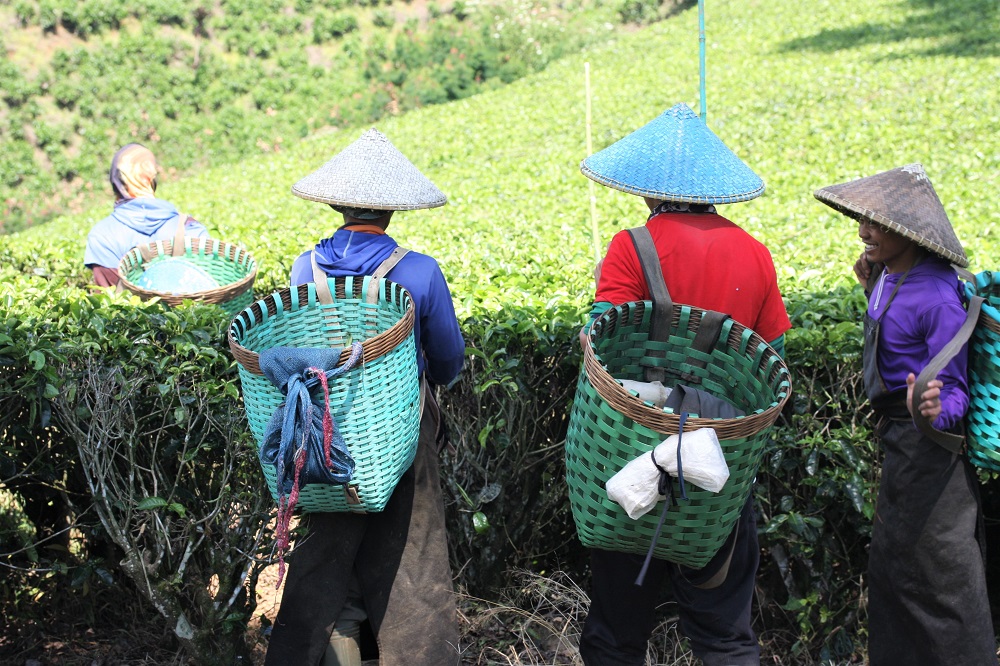 Indonesian tea