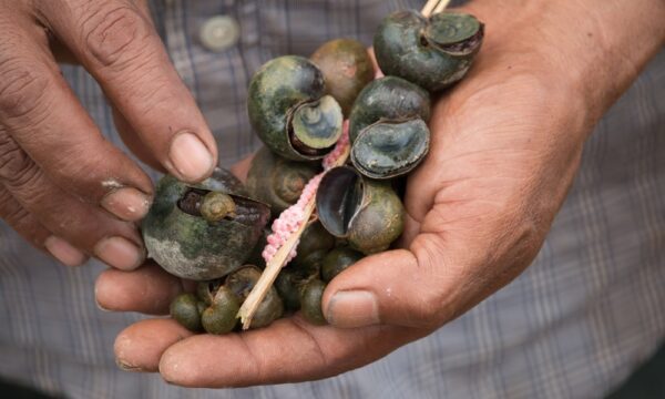 Invasive apple snail