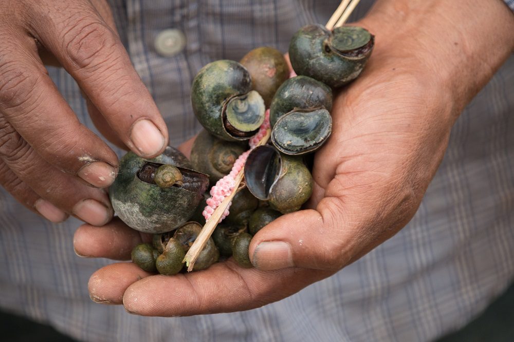 Invasive apple snail