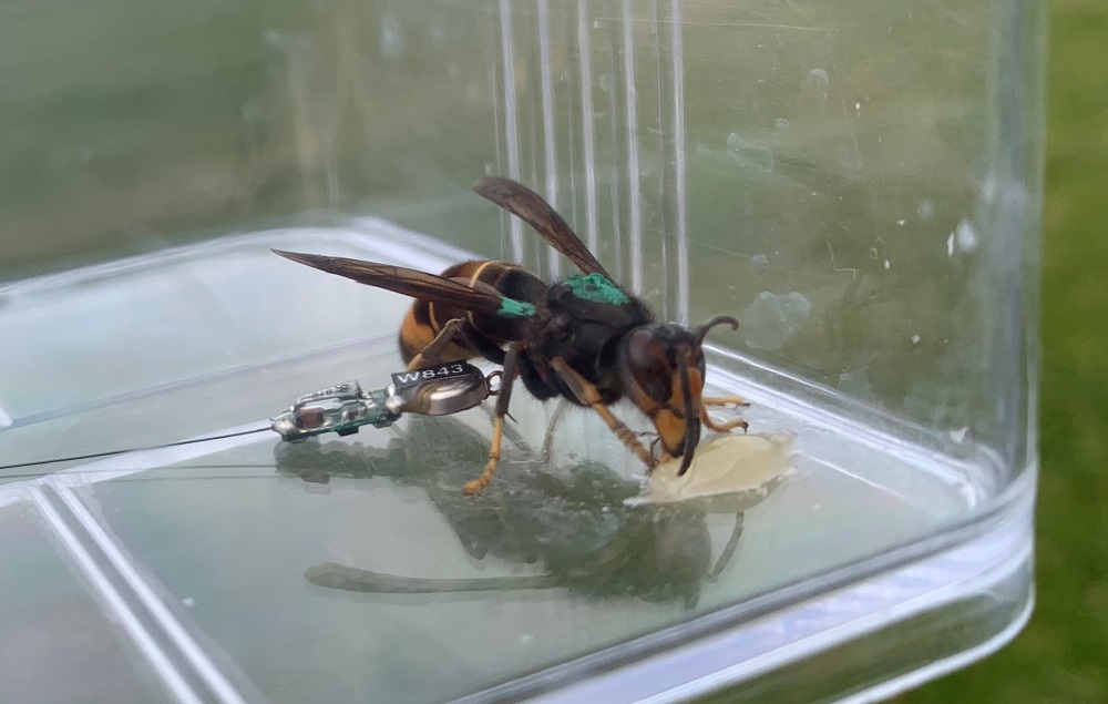 Asian hornet tagged