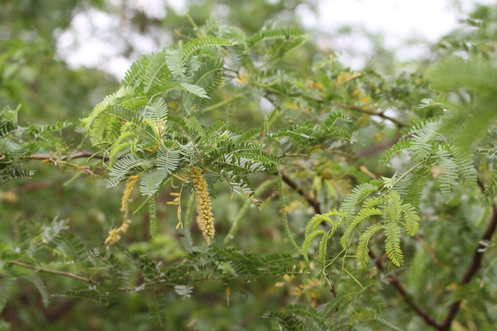 Prosopis juliflora