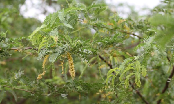Prosopis juliflora