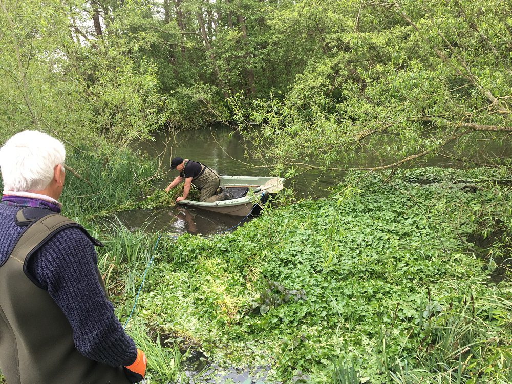 Floating pennywort 1