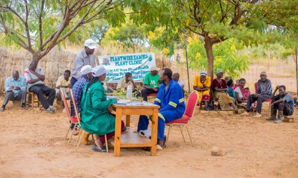 Plant clinic in Zambia