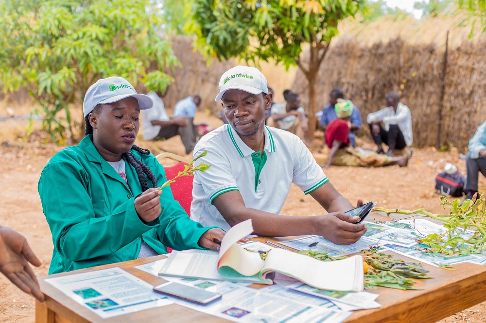 Plant doctors at a plant clinic in Kenya 