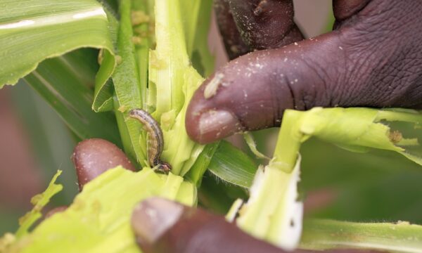 Fall armyworm damage to maize crop