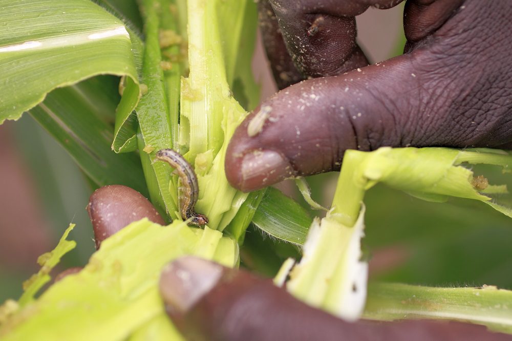 Fall armyworm damage to maize crop