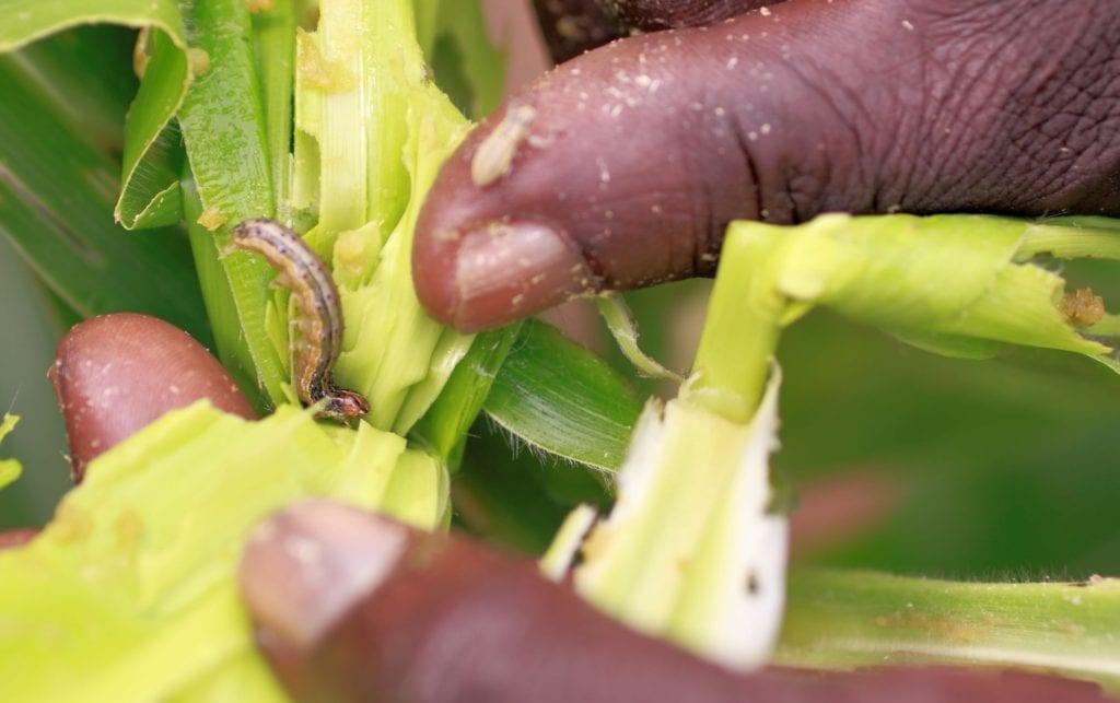 fall armyworm