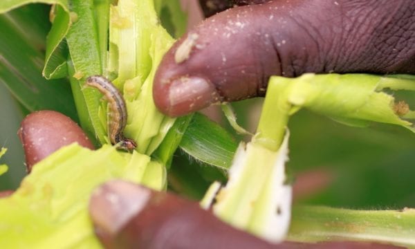 fall armyworm