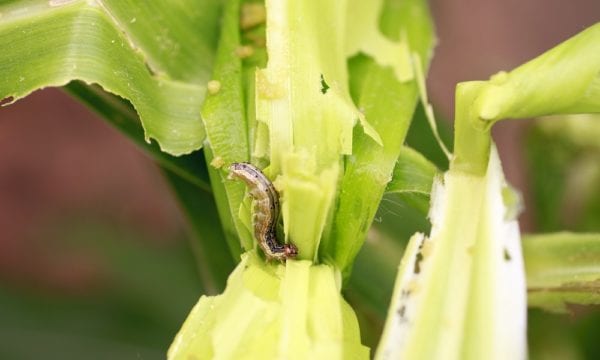 Fall armyworm