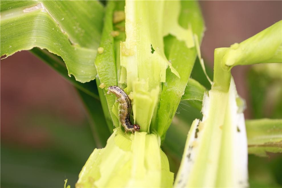 CABI study identifies safer options for fall armyworm control in Africa 