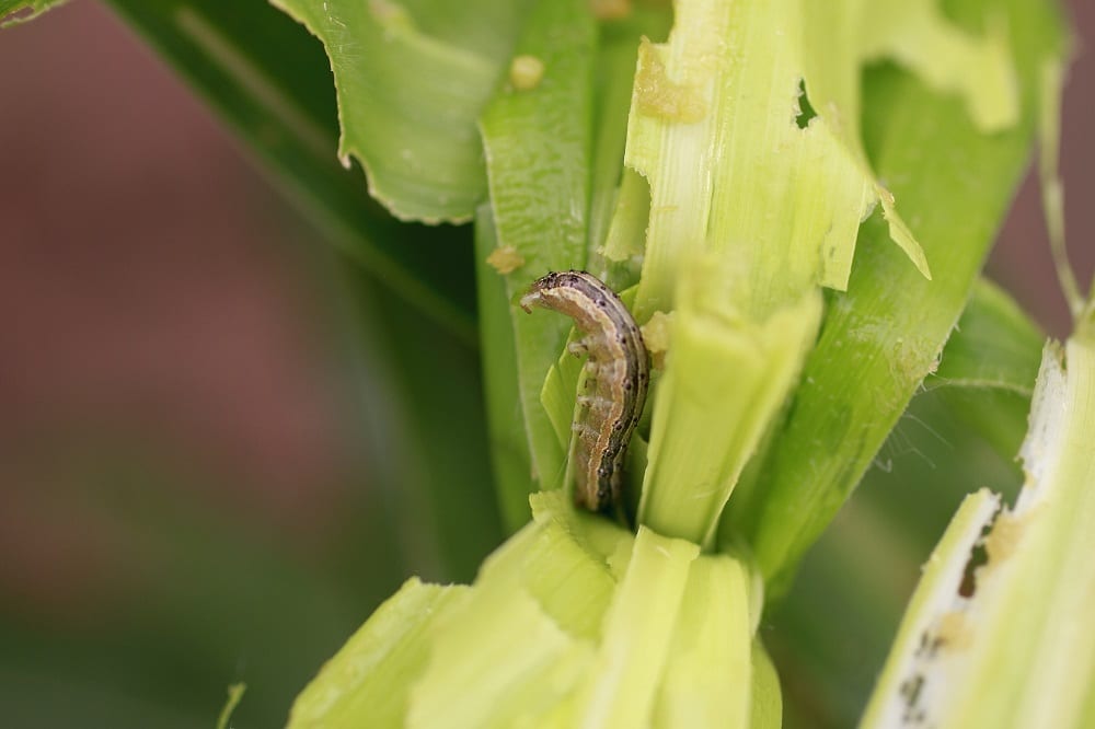 Fall armyworm