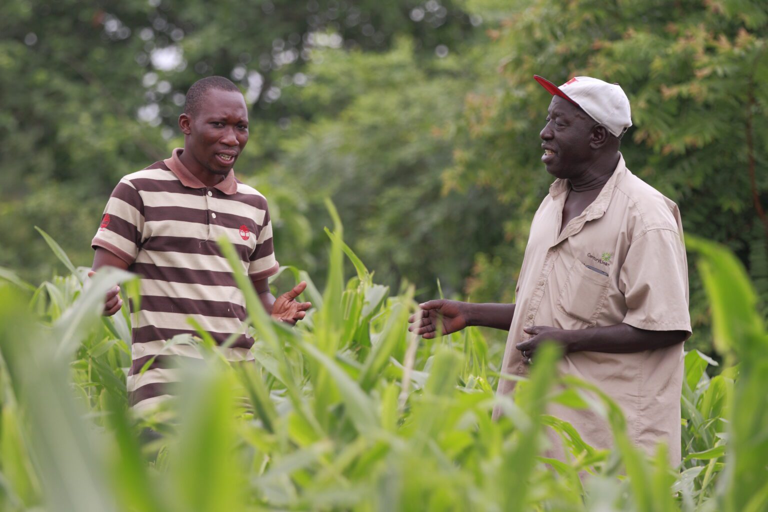 Maize farmers in Ghana tackling fall armyworm Maize farmers in Ghana tackling fall armyworm