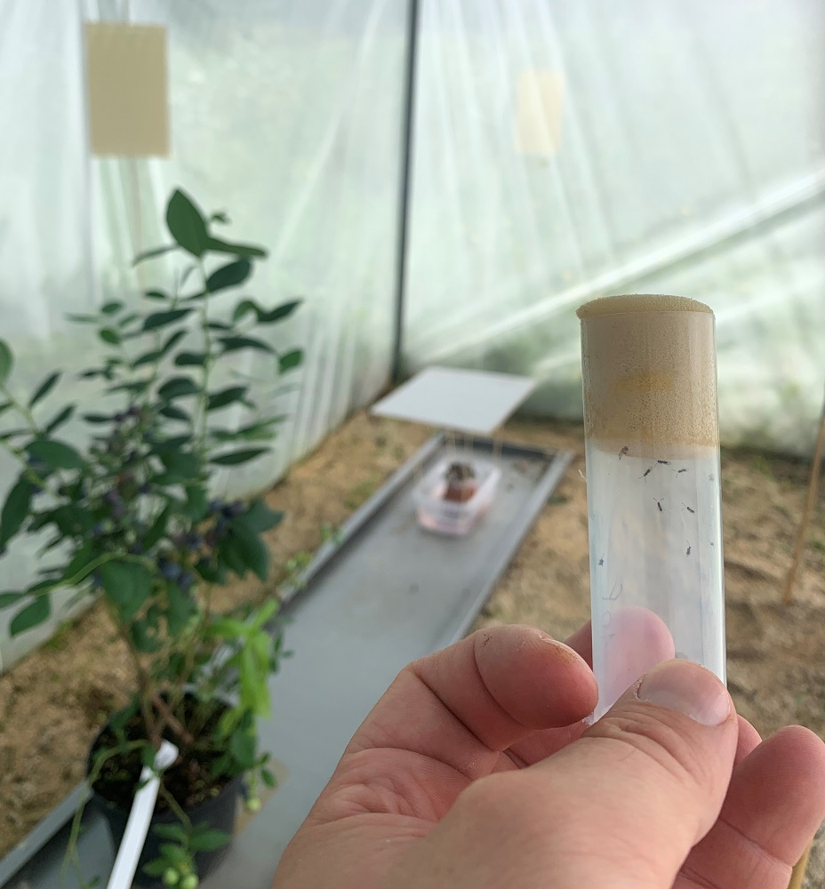 Dr Seehausen conducting the field cage research at one of the two sites in Switzerland