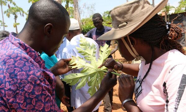 Farmer field in Kwale County, during Biocontrol training in Kenya