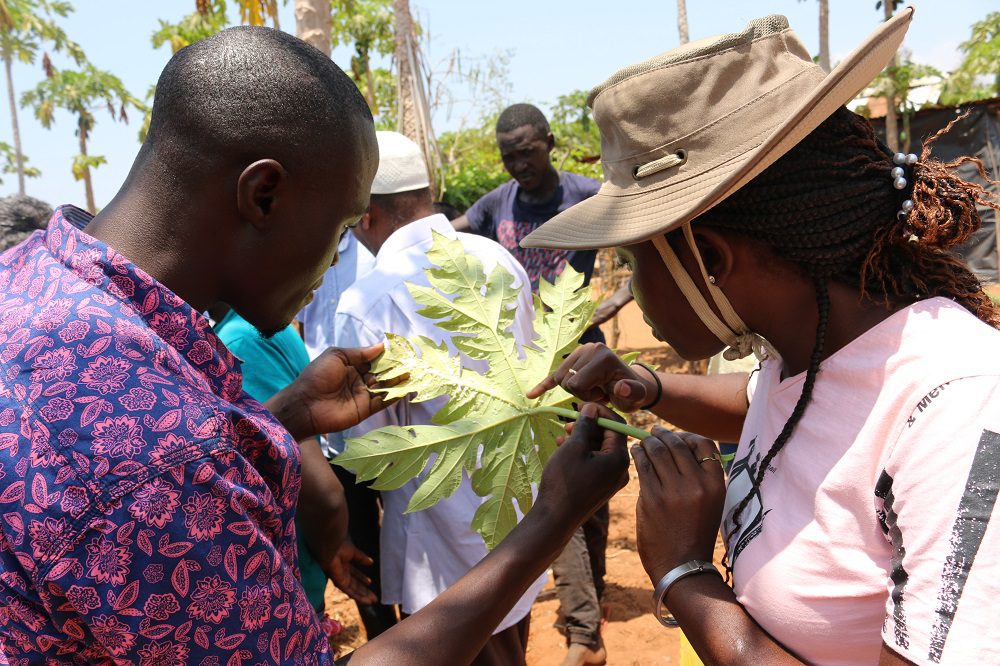 Farmer field in Kwale County, during Biocontrol training in Kenya
