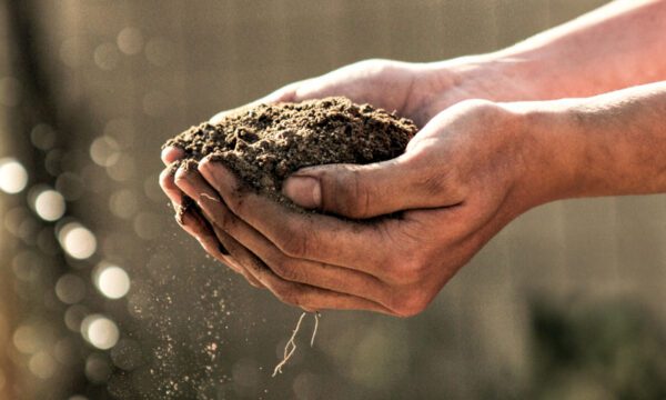 Hands holding soil