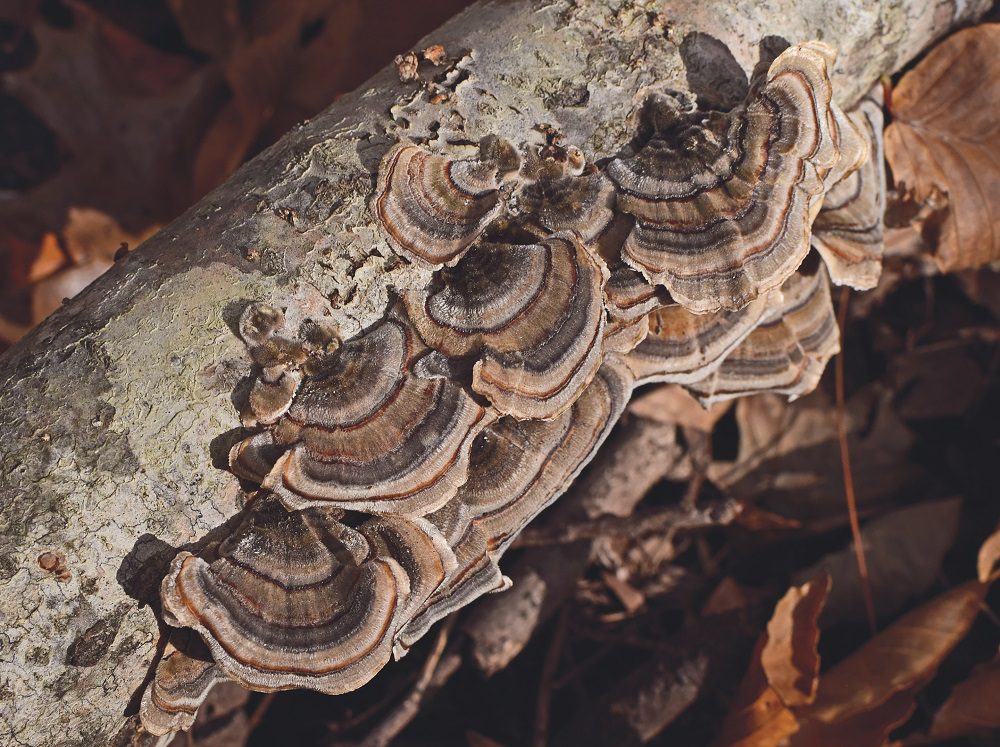 In the future, fungi are likely to play a major role within bioenergy (Credit - RBG Kew)