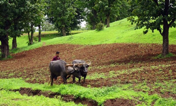 India farming