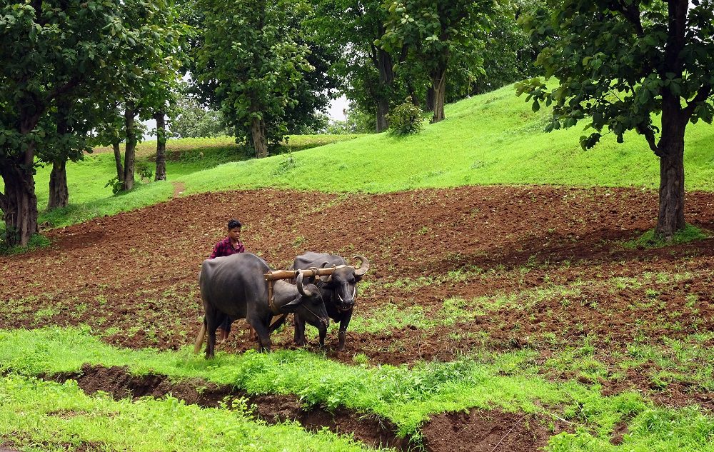 India farming