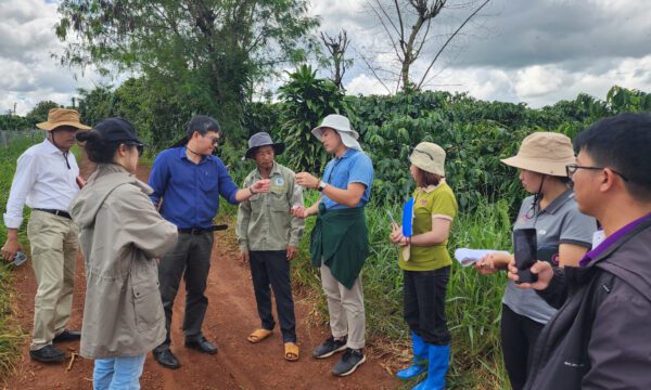 Project team members and local smallholder farmerd examine a pest or crop specimen alongside a lush coffee plantation in Vietnam