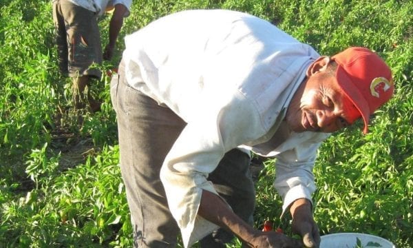 Nicaragua farmer in the field