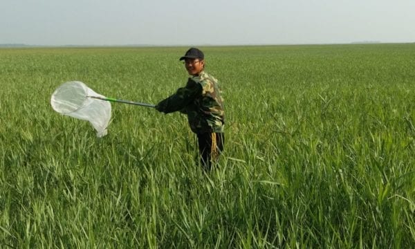 Man in field catching insects with net