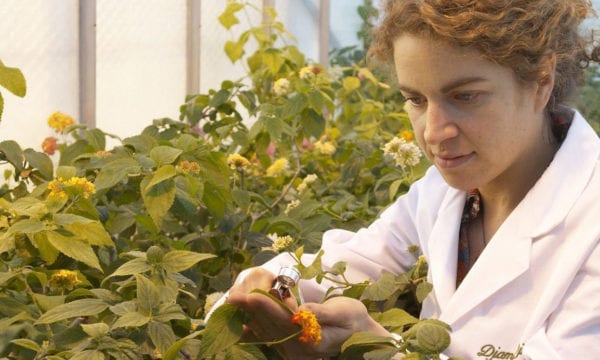 Egham scientist looking at plants under a lantana