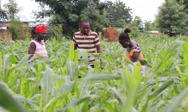 Farmers in Ghana tackling fall armyworm