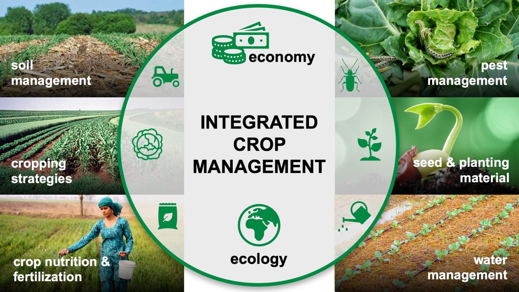 Integrated Crop Management CABI