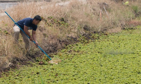 Man with net looking for invasives in river